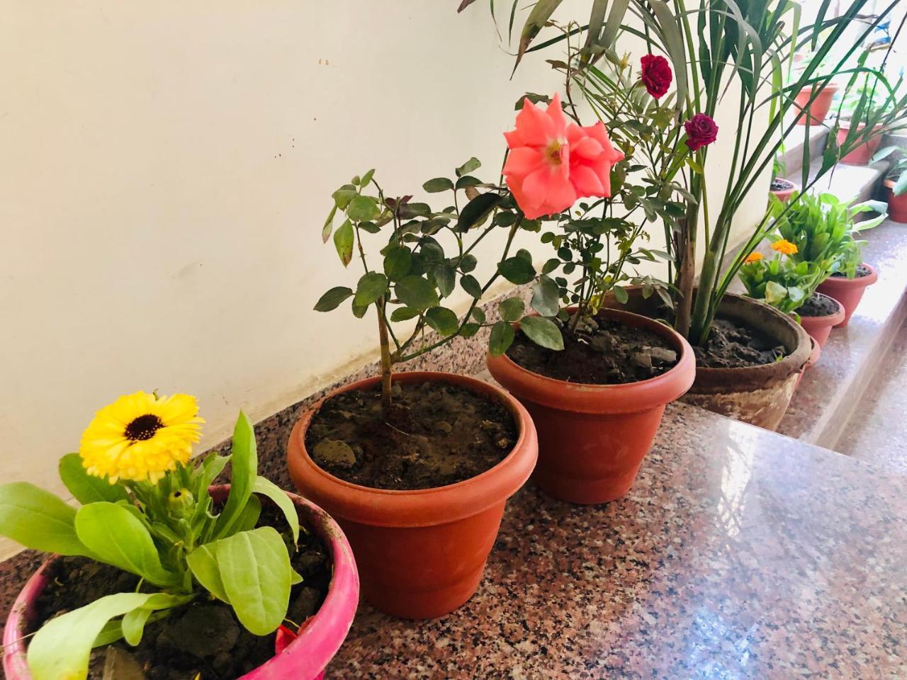 Gangotri Paying Guest House Varanasi Ngoại thất bức ảnh